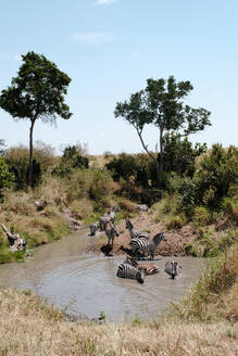 Hochformatige Aufnahme einer Zebraherde, die ihren Durst an einer Wasserstelle löscht, umgeben von der rauen Schönheit der afrikanischen Savanne - ADSF51782