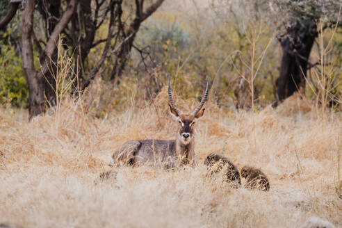 A vigilant waterbuck standing amidst the dry savanna grass near monkeys while looking at camera - ADSF51784