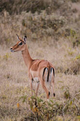 Der ganze Körper einer Gazelle wird in einem ehrlichen Moment eingefangen, als sie im afrikanischen Busch über ihre Schulter zurückblickt - ADSF51785