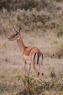 Der ganze Körper einer Gazelle wird in einem ehrlichen Moment eingefangen, als sie im afrikanischen Busch über ihre Schulter zurückblickt - ADSF51785