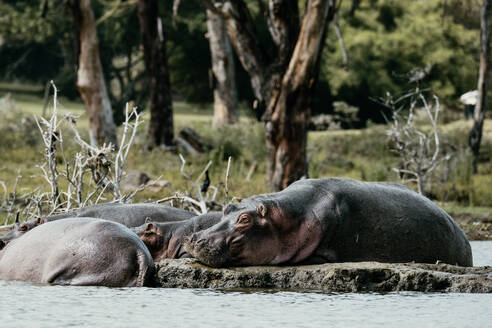 Eine Gruppe von Nilpferden erholt sich von der Hitze und faulenzt am Rande des Wassers vor einem üppigen grünen Hintergrund - ADSF51787