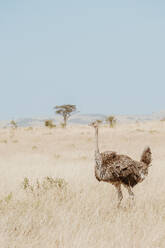 Ein Strauß schreitet selbstbewusst über die sonnenbeschienenen afrikanischen Ebenen, sein langer Hals und seine Beine betonen seine überragende Größe - ADSF51791