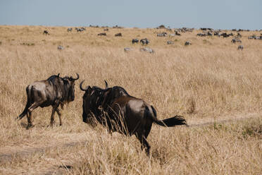 Rückenansicht von zwei Gnus, die beim Durchqueren der weiten Savanne mit Gnu- und Zebraherden in der Landschaft unter dem weiten afrikanischen Himmel eingefangen wurden - ADSF51792