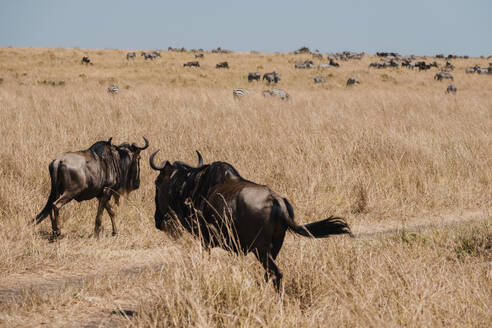 Back view of two wildebeests captured in mid-stride as they traverse the vast savanna, with herds of wildebeests and zebras dotting the landscape under the wide African sky - ADSF51792