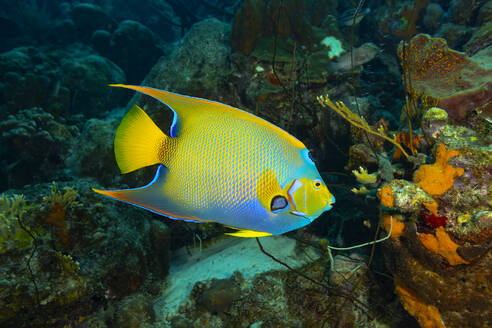 A colorful Queen Angelfish glides through a diverse coral reef, showcasing the rich marine biodiversity. - ADSF51813