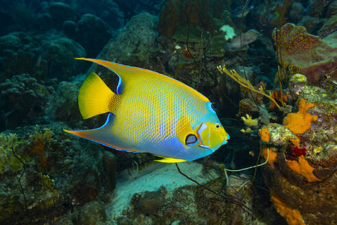 Ein farbenfroher Königinnen-Kaiserfisch gleitet durch ein vielfältiges Korallenriff und zeigt die reiche Artenvielfalt im Meer. - ADSF51813