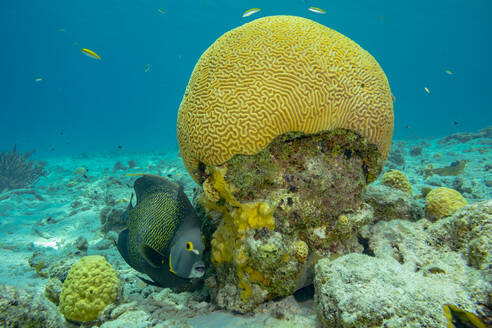 Eine lebendige Unterwasserlandschaft mit einer markanten Hirnkoralle, unter der sich ein Fisch inmitten anderer Meeresbewohner versteckt. - ADSF51816