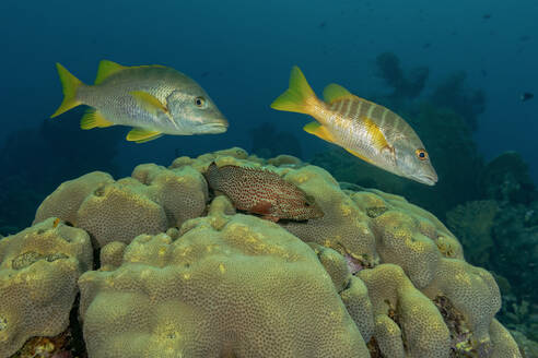Zwei bunte tropische Fische schwimmen anmutig über einem lebhaften Korallenriff in einer ruhigen Unterwasserszene. - ADSF51817