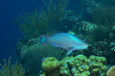 Ein lebhafter Fisch gleitet durch eine reiche Unterwasserlandschaft, vorbei an verschiedenen Korallenformationen und Meeresvegetation. - ADSF51820