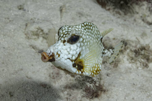 Ein einsamer Gefleckter Kofferfisch schwebt über dem sandigen Meeresboden und zeigt sein einzigartiges Muster. - ADSF51822