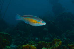 Ein einsamer Papageienfisch zeigt seine leuchtenden Schuppen, während er durch die trüben Gewässer eines Korallenriff-Ökosystems navigiert. - ADSF51823