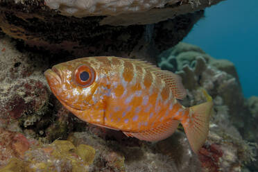 Ein leuchtend orange gefleckter Fisch schwimmt vor einem Korallenriff und zeigt die natürliche Schönheit des Meereslebens. - ADSF51824