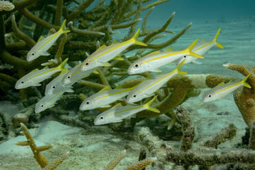 Gelbschwanz-Schnapper, die zwischen Korallenriffen in klarem, blauem Wasser schwimmen. - ADSF51825