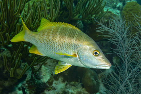 Ein leuchtend gelber und silberner Fisch schwimmt zwischen Korallen und Meerespflanzen in einer klaren Unterwasserszene. - ADSF51827