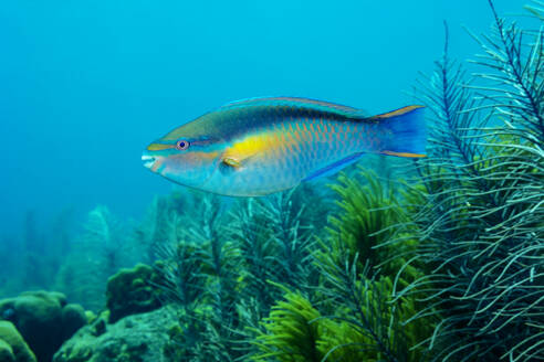 Ein lebhafter tropischer Fisch gleitet durch klares blaues Wasser inmitten üppiger Wasserpflanzen und zeigt die Schönheit des Meereslebens. - ADSF51828