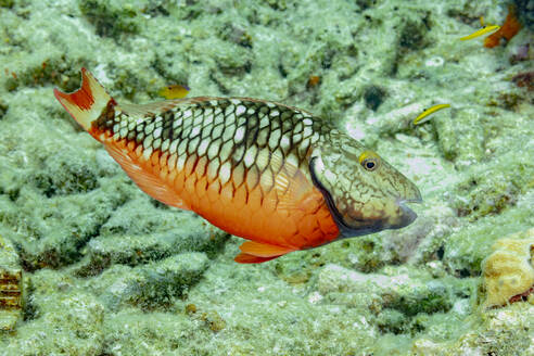 Ein lebhafter Papageienfisch gleitet durch das klare Wasser und navigiert durch die strukturierte Korallenlandschaft eines Riff-Ökosystems. - ADSF51830