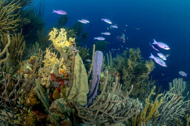 Ein farbenfrohes Korallenriff, in dem es von tropischen Fischen nur so wimmelt, umgeben von klarem, blauem Wasser. - ADSF51832