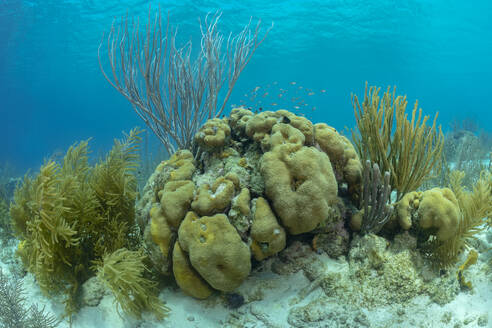 Eine vielfältige Unterwasserlandschaft mit lebhaften Korallenformationen und Algen, die die Schönheit des Meereslebens zeigt. - ADSF51834