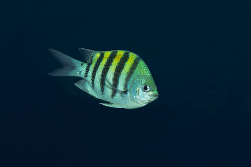 Ein lebhaft gestreifter tropischer Fisch gleitet anmutig durch das ruhige, tiefblaue Wasser des Ozeans und zeigt die natürliche Schönheit der Unterwasserwelt. - ADSF51835