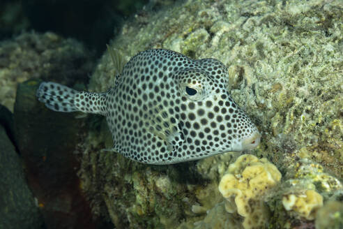 Unterwasser-Nahaufnahme eines gepunkteten Kugelfisches, der mit den Korallen verschmilzt. - ADSF51839