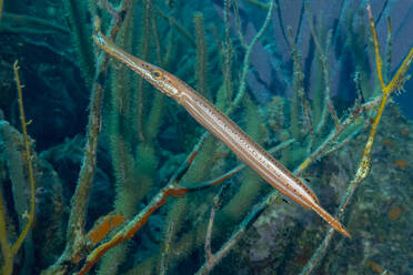 Ein schlanker Trompetenfisch gleitet durch das Wasser, getarnt zwischen üppig grünen Meerespflanzen. - ADSF51840
