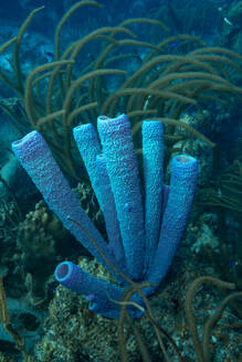 Ein auffallend blauer Schwamm sticht inmitten der anderen Meeresvegetation eines Korallenriffs hervor. - ADSF51841