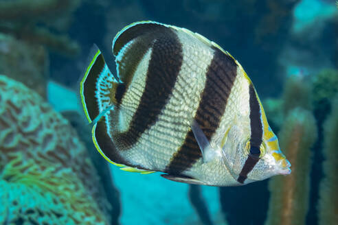 Ein farbenfroher gebänderter Schmetterlingsfisch gleitet durch das Wasser, vorbei an Korallenriffen, und zeigt seine ausgeprägten Streifen und aquatische Anmut. - ADSF51842