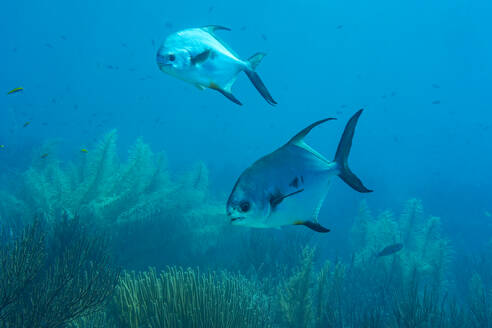 Zwei tropische Fische erkunden die Unterwasserwunder eines farbenfrohen Korallenriffs, das die Artenvielfalt der Meere zeigt. - ADSF51844