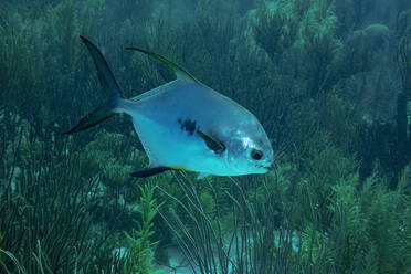 Eine ruhige Unterwasserfotografie, die einen einsamen Fisch zeigt, der anmutig zwischen dem Seegras in den Tiefen des Ozeans schwimmt. - ADSF51845