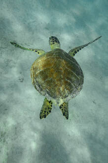Eine Unterwasseraufnahme einer ruhigen Meeresschildkröte, die in kristallklarem Wasser über den sandigen Meeresboden gleitet. - ADSF51848