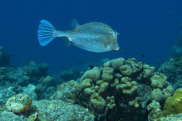 Ein gefleckter Kofferfisch schwebt über einem lebhaften Korallenriff in einer klaren blauen Unterwasserszene. - ADSF51850