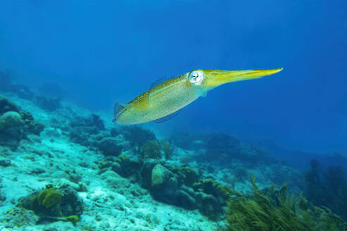 Ein eleganter Tintenfisch gleitet durch das klare blaue Wasser über einem Korallenriff, sein Körper spiegelt die Ruhe des Meeres wider. - ADSF51851