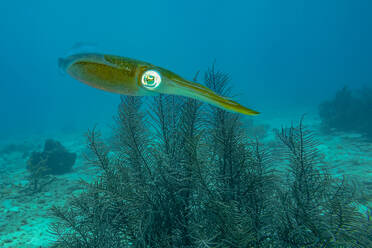 Ein einsamer Tintenfisch bewegt sich elegant mit seinen Tentakeln über dem Korallenboden in den ruhigen Tiefen eines klaren blauen Ozeans. - ADSF51853