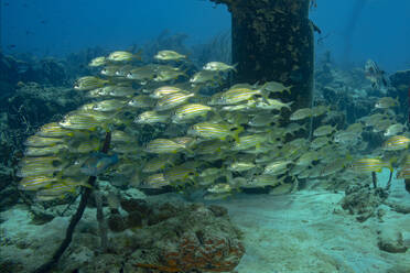 A tranquil underwater scene showcasing a school of fish elegantly swimming close to a coral reef amidst the serene ocean bed. - ADSF51855