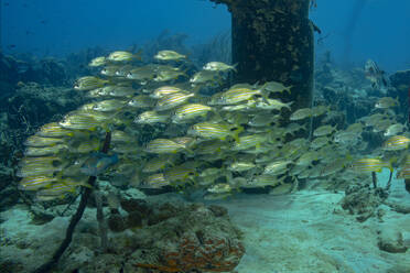 Eine ruhige Unterwasserszene, die einen Fischschwarm zeigt, der elegant in der Nähe eines Korallenriffs inmitten des ruhigen Meeresbodens schwimmt. - ADSF51855