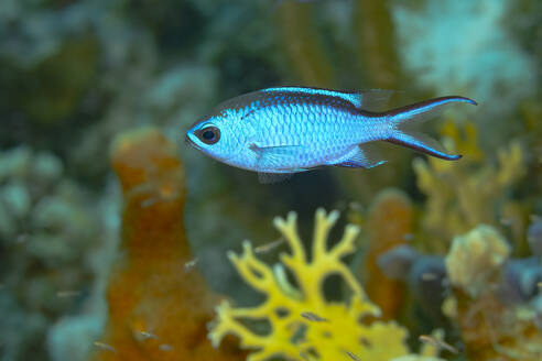 Leuchtend blauer tropischer Fisch in seinem natürlichen Lebensraum, der anmutig in der Nähe eines farbenfrohen Korallenriffs unter Wasser schwimmt. - ADSF51858