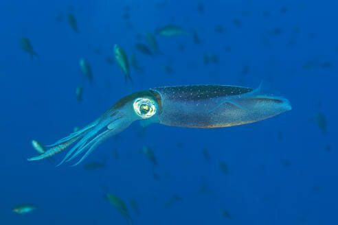 Ein einzelner Tintenfisch gleitet elegant durch das klare blaue Wasser, umgeben von winzigen Fischen. - ADSF51859