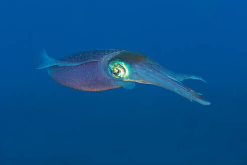 Ein leuchtender Tintenfisch gleitet anmutig durch das ruhige, tiefblaue Wasser und zeigt seine verschlungenen Muster und sein biolumineszentes Auge. - ADSF51860