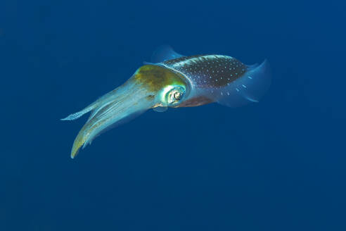 Ein einsamer Tintenfisch gleitet durch das klare blaue Wasser des Ozeans und präsentiert seine eleganten Tentakel und seinen gesprenkelten Körper. - ADSF51861