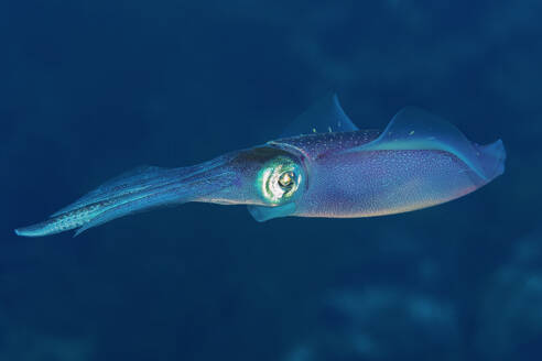 Ein einsamer Tintenfisch schwimmt mühelos im tiefblauen Meer, sein Körper ist stromlinienförmig und seine Tentakel hängen hinter ihm her. - ADSF51862