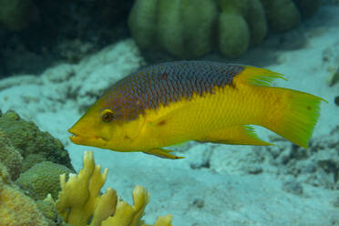 Ein farbenfroher Fisch mit gelben und blauen Farbtönen navigiert durch eine ruhige Unterwasserlandschaft, umgeben von Korallenformationen und Meereslebewesen. - ADSF51863