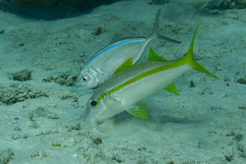 Ein Paar farbenfroher tropischer Fische gleitet über den sandigen Meeresboden und präsentiert seine schlanken Körper und bunten Streifen in seinem natürlichen Lebensraum. - ADSF51864