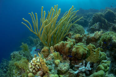 Ein farbenfrohes und blühendes Unterwasser-Ökosystem aus Korallenriffen, in dem es von verschiedenen Meeresbewohnern und Korallenarten wimmelt. - ADSF51865