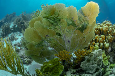 Eine lebendige Unterwasserszene mit einem großen Seefächer inmitten eines blühenden Korallenriff-Ökosystems. - ADSF51867