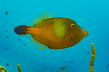 Ein lebhafter Feilenfisch gleitet gelassen im blauen Ozeanwasser zwischen der Unterwasserflora. - ADSF51871