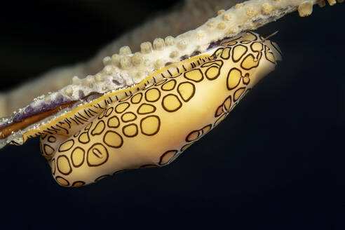 A macro shot capturing the intricate patterns of a flamboyant cuttlefish egg attached to a piece of coral with a dark background. - ADSF51873