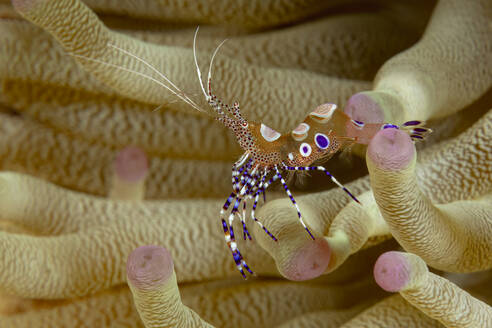 Eine farbenfrohe gefleckte Garnele, die in einem marinen Lebensraum auf einer Koralle sitzt und verschlungene Muster zeigt. - ADSF51874