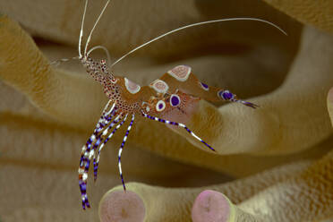 A detailed close-up of a colorful shrimp perched on coral, showcasing its striking patterns and textures. - ADSF51875