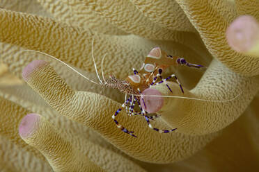 Close-up of a colorful anemone shrimp nestled in the folds of sea coral, highlighting intricate marine life. - ADSF51876