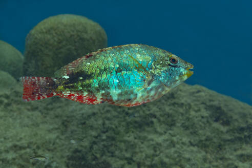 Ein farbenfroher Papageienfisch gleitet an einer Korallenformation im klaren blauen Wasser eines tropischen Meeres vorbei und zeigt seine lebhaften Schuppen und Muster. - ADSF51877